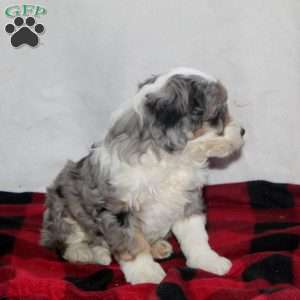 Candy, Mini Bernedoodle Puppy